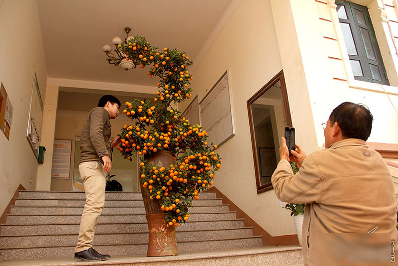 Cây quất độc nhất được ngã giá trăm triệu chưa bán